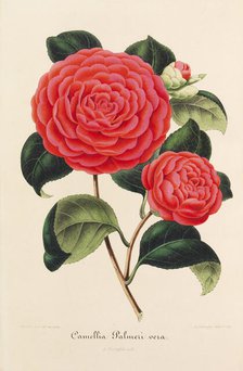 Nouvelle iconographie des Camellias, 1850-1860. Creator: Verschaffelt, Ambroise Alexandre (1825-1886).