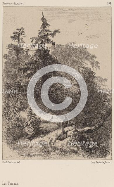 Les Faisans. Creator: Karl Bodmer.