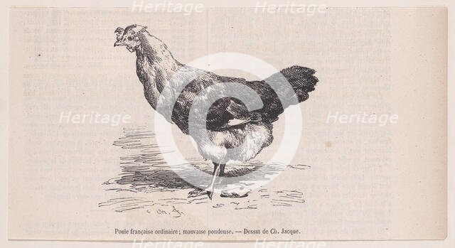 Poule française ordinaire; mauvaise pondeuse.; from Magasin Pittoresque, ca. 1852. Creator: Charles Emile Jacque.