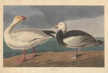 Snow Goose, 1837. Creator: Robert Havell.