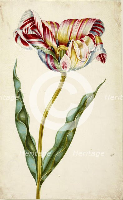 Tulip, c. 1660. Creator: Braun, Johann Bartholomäus (1626-1684).