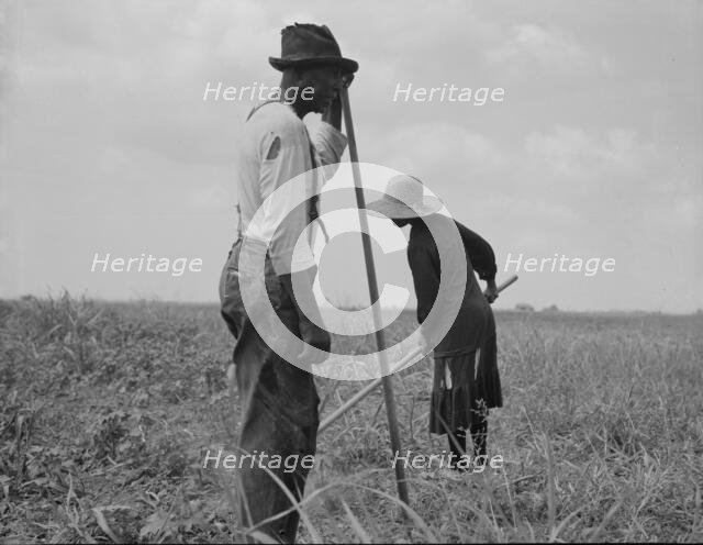Cotton sharecroppers, Greene County, Georgia, 1937. Creator: Dorothea Lange.