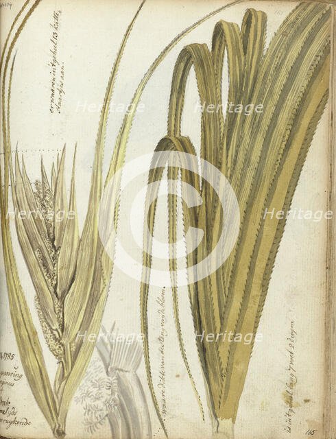 Poedak, Javanese flower, 1785. Creator: Jan Brandes.