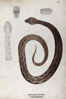 A poisonous snake, brown in colour with darker oblong patches: includes three outline..., 1795. Creator: Unknown.