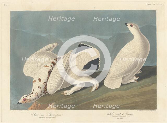 American Ptarmigan and White-tailed Grous, 1838. Creator: Robert Havell.