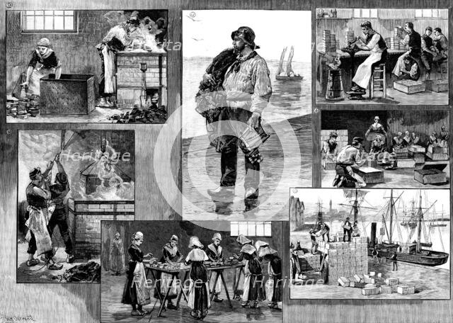 The French Sardine Industry, 1890. Creator: R. Taylor.