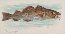 Codfish, from the Fish from American Waters series (N8) for Allen & Ginter Cigarettes Brands, 1889. Creator: Allen & Ginter.