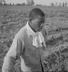 Cotton hoer, Coahoma County, Mississippi, 1937. Creator: Dorothea Lange.