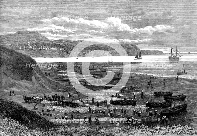 Great take of herring at the mouth of the Exe, 1873. Creator: Unknown.