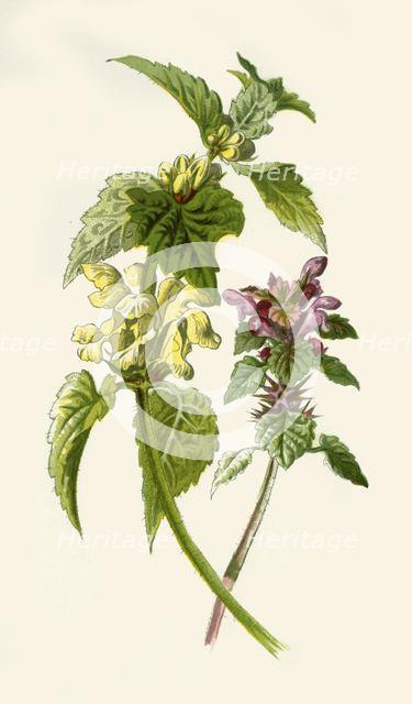 'Dead-Nettle - Red & White', 1877. Creator: Frederick Edward Hulme.