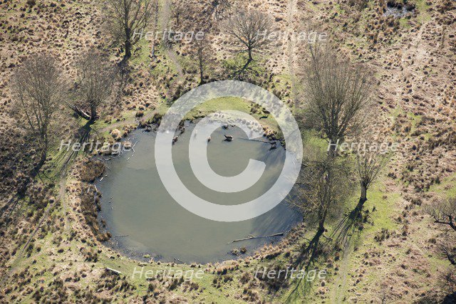 Deer in the pond near White Ash Lodge, Richmond Park, Richmond upon Thames, London, 2018. Creator: Historic England Staff Photographer.