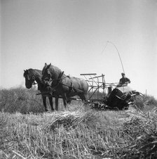 Harvesting oilseed rape, Sweden, 1945. Artist: Otto Ohm