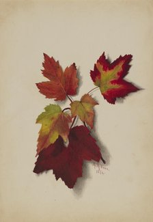 Untitled (Autumn Leaves), 1874. Creator: Mary Vaux Walcott.