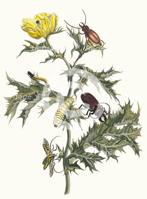 Carduus spinosus. From the Book Metamorphosis insectorum Surinamensium, 1705. Creator: Merian, Maria Sibylla (1647-1717).