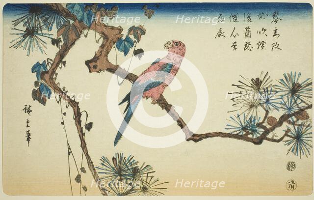 Macaw on pine branch, c. 1840/44. Creator: Ando Hiroshige.