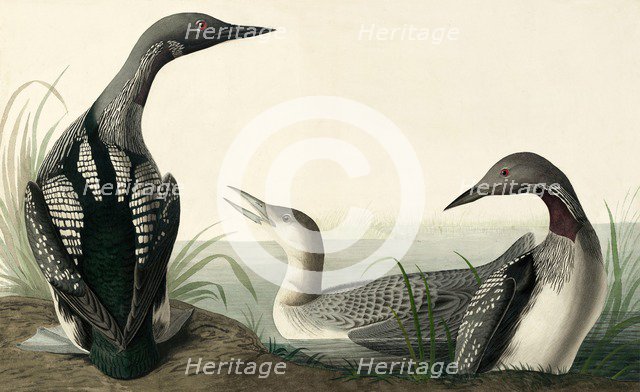 Black-throated Diver, Colymbus Arcticus, 1845.