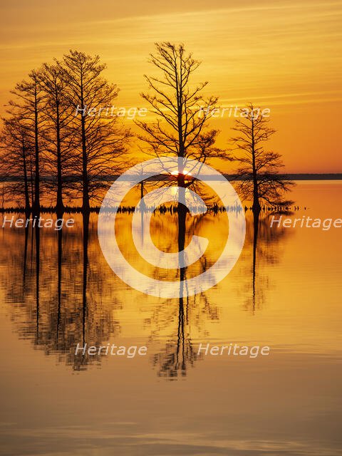 Rise and Shine. Creator: Eve Turek.