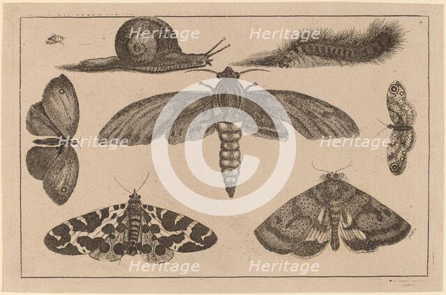 Six Insects, a Caterpillar, and a Snail. Creator: Wenceslaus Hollar.
