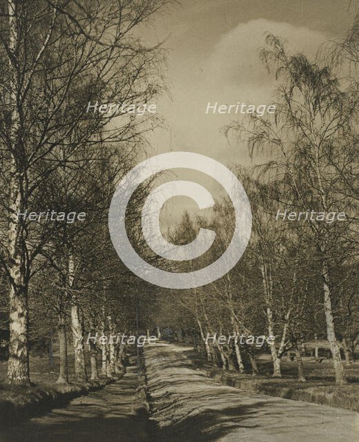 Beeches and birches, 1920s. Creator: Harry Moult.