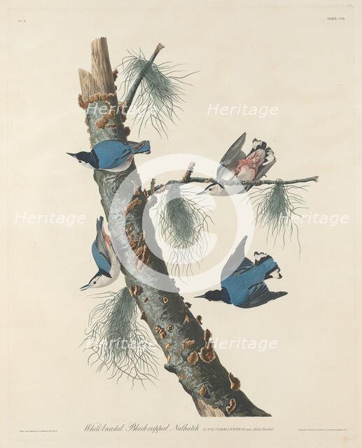 White-breasted Black-capped Nuthatch, 1832. Creator: Robert Havell.