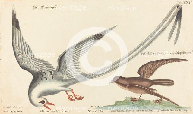 The Tropic Bird (Phaeton aethereus), probably 1743/1762. Creator: Johann Michael Seligmann.