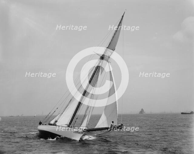 Shamrock, between 1890 and 1900. Creator: John S Johnston.