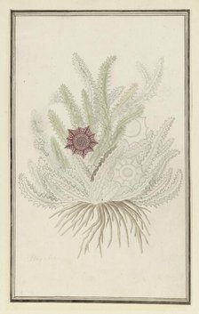 Huernia guttata (Masson) Haw. (Stapelia Guttata), 1777-1786. Creator: Robert Jacob Gordon.