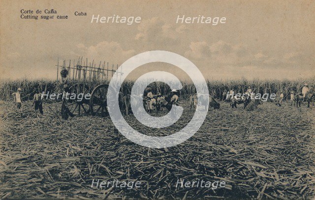'Corte de Cana - Cutting sugar cane - Cuba', c1910. Artist: Unknown.