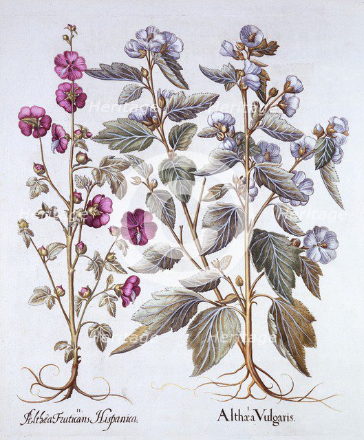 Two Mallow Varieties, from 'Hortus Eystettensis', by Basil Besler (1561-1629), pub. 1613 (hand-colou