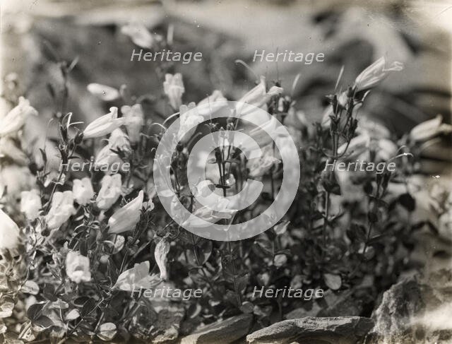 Bell Flower (campanula), between 1915 and 1935. Creator: Frances Benjamin Johnston.