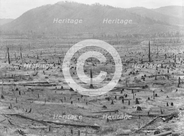 Priest River Valley, where many settlers grow hay between the stumps, Bonner County, Idaho, 1939. Creator: Dorothea Lange.