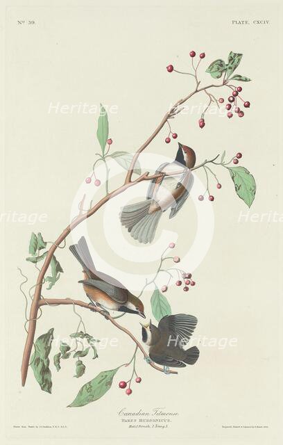 Canadian Titmouse, 1834. Creator: Robert Havell.