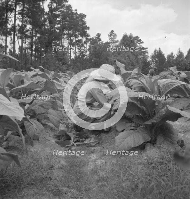 Owner's daughter topping tobacco, Granville County, North Carolina, 1939. Creator: Dorothea Lange.