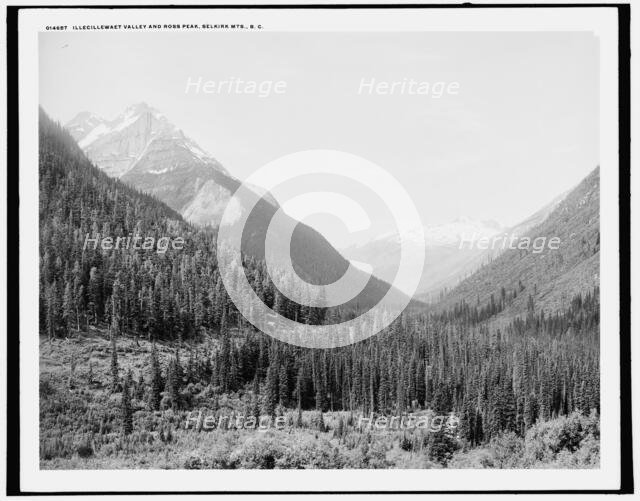 Illecillewaet Valley and Ross Peak, Selkirk Mts., B.C., (1902?). Creator: Unknown.