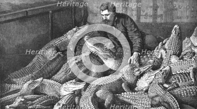 ''Mr M. Fernolet Feeding Crocodiles in a Menagerie, at Bone Algeria', 1888. Creator: Unknown.