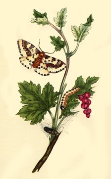 'Magpie or Currant Moth: Phalaena grossulariata', 1813, (1945).  Creator: Edward Donovan.
