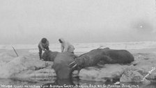 Walrus killed on ice floes off Siberian Coast, Bering Sea by G. Madsen, June 1909, 1909. Creator: Lomen Brothers.