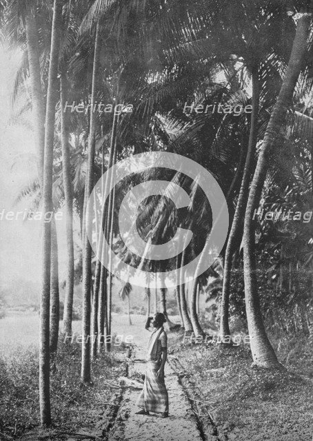 'Dawn Through the Palms', c1890, (1910). Artist: Alfred William Amandus Plate.