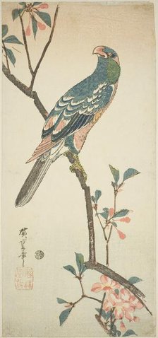 Parrot on a blossoming branch, 1830s. Creator: Ando Hiroshige.