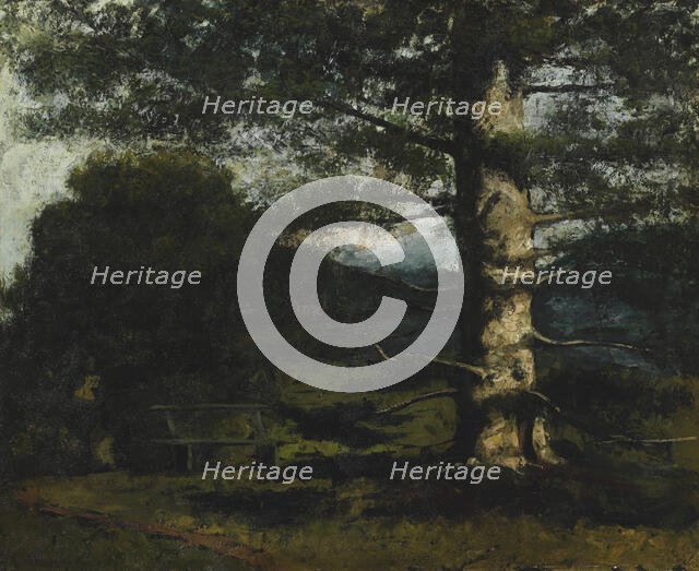 Cedar Tree at Hauteville, c. 1868. Creator: Courbet, Gustave (1819-1877).