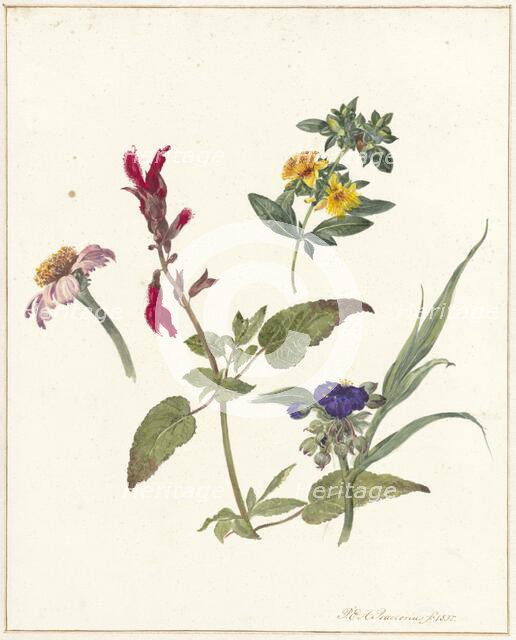 Studies of wild flowers, 1837. Creator: Pieter Ernst Hendrik Praetorius.