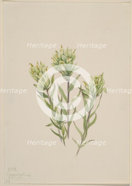 White Indian Paintbrush (Castilleja occidentalis), 1920. Creator: Mary Vaux Walcott.