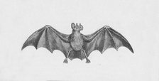 'Vampire Bat',  c1885, (1890). Artist: Robert Taylor Pritchett.