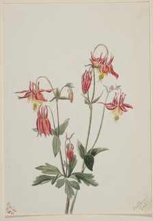 Red Columbine (Aquilegia formosa), 1897. Creator: Mary Vaux Walcott.