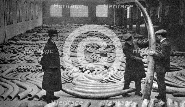Ivory shipment, Royal Albert Dock, London, 1926-1927. Artist: Unknown