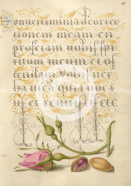 French Rose and Pistachio; Mira calligraphiae monumenta, 1561-1562; illumination added 1591-1596. Creator: Joris Hoefnagel.