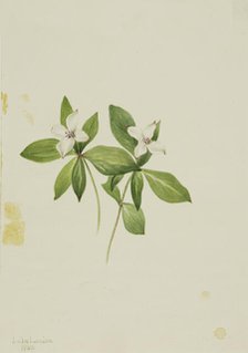 Bunchberry (Cornus canadensis), 1902. Creator: Mary Vaux Walcott.