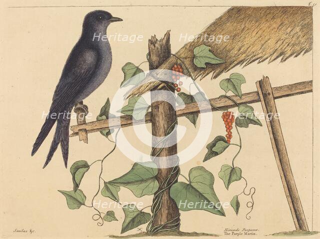 The Purple Martin (Hirundo purpurea), published 1731-1743. Creator: Mark Catesby.
