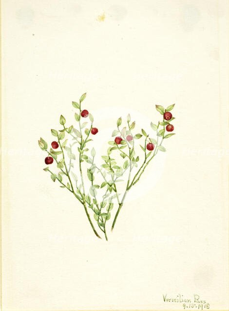 Grouse Whortleberry (Vaccinium scoparium), 1918. Creator: Mary Vaux Walcott.