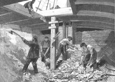 ''The Newfoundland Cod Fishery; Salting the Fish in the Hold of the Brig', 1891. Creator: Unknown.